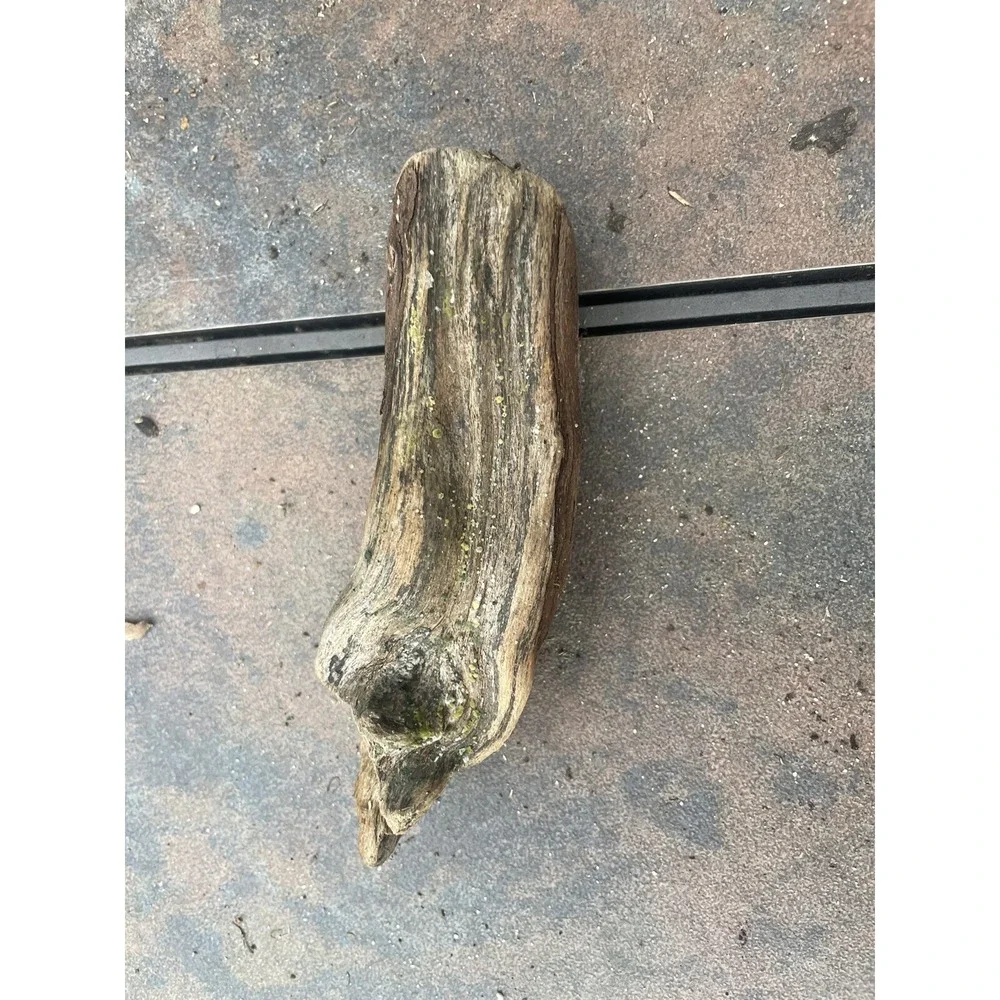 Natural Driftwood for Plants Terrarium‎ Taxidermy Art Projects
